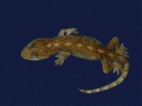 藏品(鉛山壁虎)的圖片